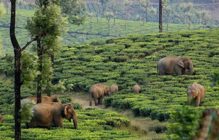 valparai gallery