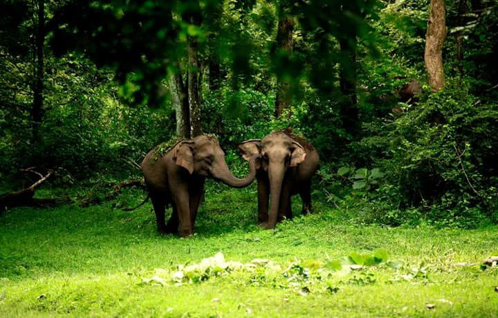 valparai gallery