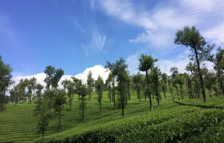 valparai gallery
