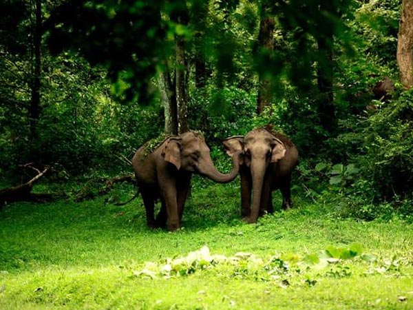 student-tours-valparai-topslip