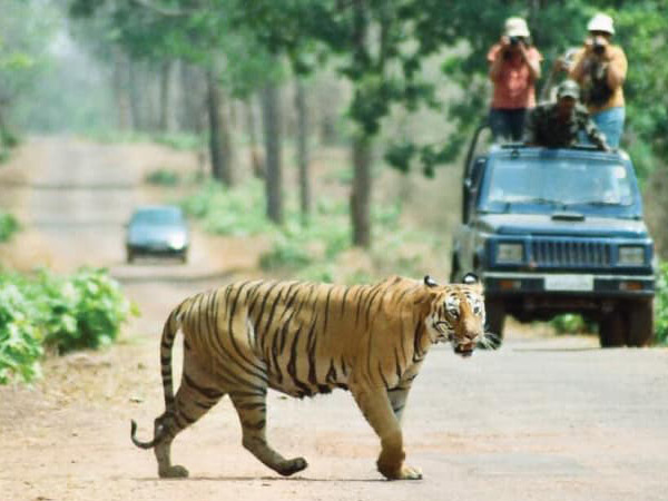 wildlife-tours-munnar