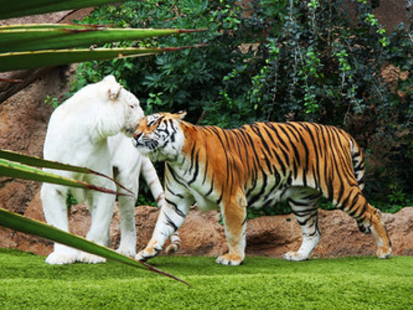 wildlife-tours-thekkady
