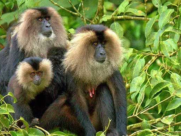 wildlife-tours-topslip