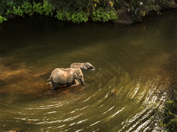 wildlife-tours-valparai