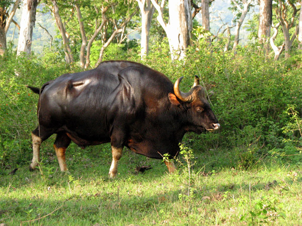 wildlife-tours-valparai1