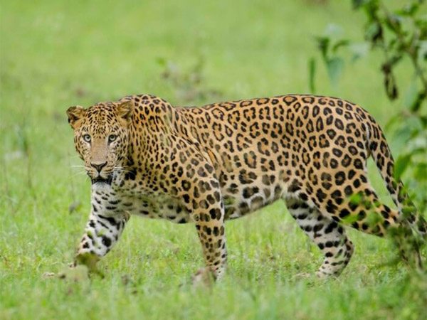 wildlife-tours-wayanad